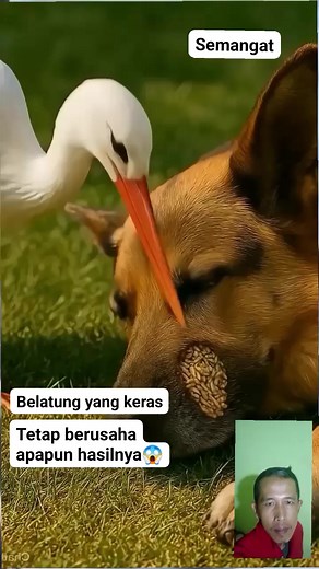 192K views · 1.3K reactions | Semangat #lokalmarket #Food #comunitygathering #reels #viral #fyp #fbpro #semuaorang #jangkauanluas #oeysters #nationaloeysters | Suhardi Hardi | Facebook