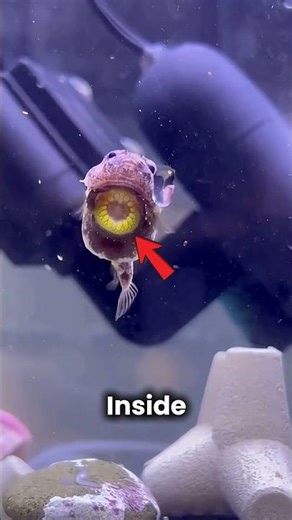 The Cutest Fish You’ve Never Seen Before