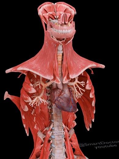Understanding Human Heart Anatomy and Function