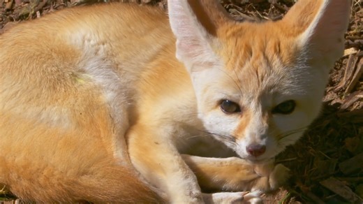 Mira lo que pasa cuando un zorro fénec ataca desde la arena del desierto