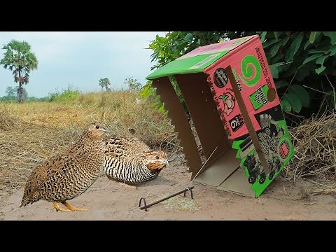Easy quail trap using paper box - DIY bird trap