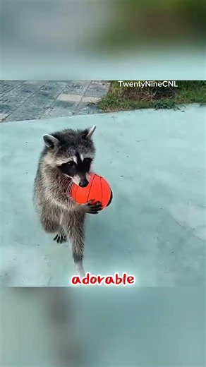 Raccoon Never Gives Up! 🦝🏀 Chasing the Basketball Like a True Champion
