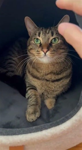 No touchy Im in my grumpy bubble Need my coffee first #morningmood #coffee #grumpy