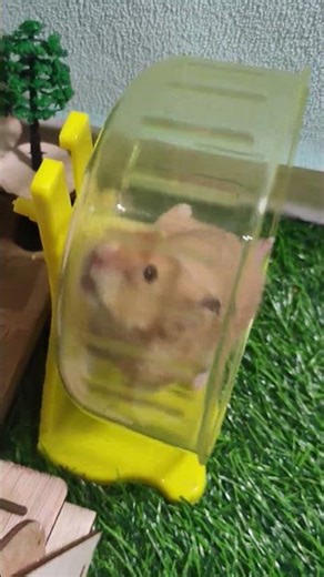 Nonstop Hamster Wheel Marathon!