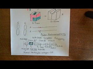 The Major Histocompatibility Complex Part 2