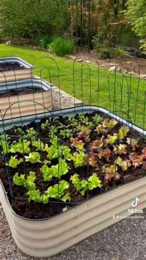 Planting Vegetables in Raised Garden Beds Made Easy
