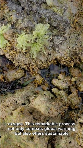 How Microalgae Bioreactors Capture Carbon 40x Faster Than Trees