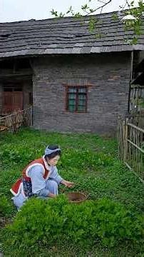 Cooking with Mountain Cirsium & Moss