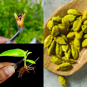 Unique idea for grow cardamom plant at home from seeds || Best & easy method for planting #highlight #follower #gardening #gardeninspiration #gardendesign #garden #gardenlife Title: Disco Love (Instrumental) Artist: Chela Rivas Link: https://business.facebook.com/sound/collection/?sound_collection_tab=sound_tracks&asset_id=207290368560214&reference=artist_attr | Rana Craft