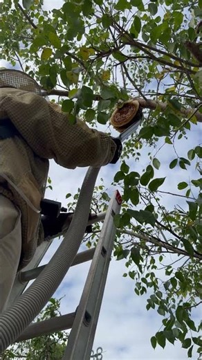 Bee Rescue using Bee Vacuum..