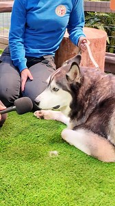 360K views · 27 reactions | Listen to that good boy! Cars.com is the place to find your perfect car! | Cars.com | Facebook