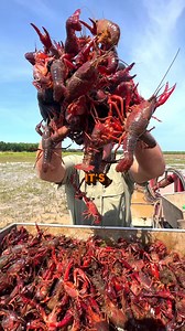 Follow along for the rest of the process 😎🦞#crawfish #louisiana #purge #farmtotable #cajun #food #howitsmade | Louisiana Crawfish Company