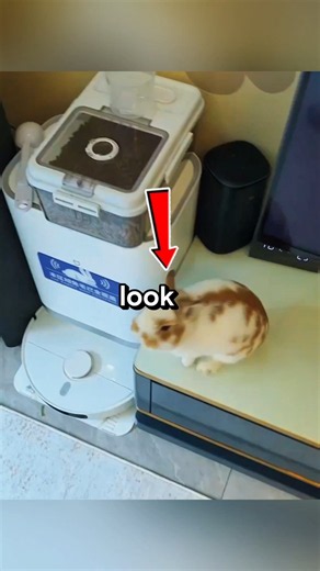 his Hungry Bunny Just SHOCKED Everyone! 😱🐰 You Won’t Believe What He Did!”