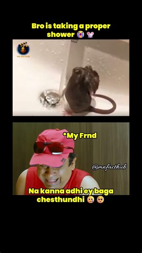 Rat Taking Bath Like a Human 😂🐭 #shorts #trending