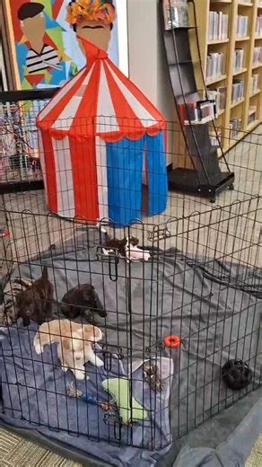 Had the privilege of bringing the puppies to the local library to socialize! They had such a great time! The kids (and adults 😉) absolutely loved seeing the puppies! #puppiesndagarden #socialization #lattmaxcylibrary #frostprooflibrary #doodles #minigoldenaussiedoodle | PuppiesndaGarden