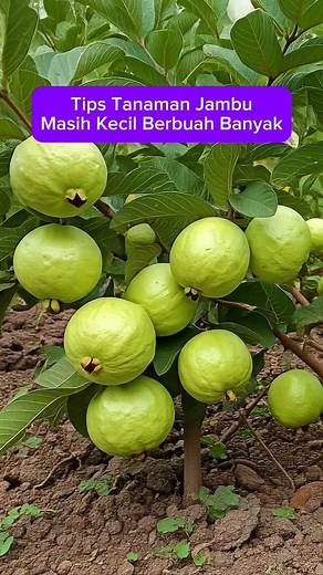 566K views · 5.9K reactions | Cara mempercepat tanaman jambu masih kecil sudah berbuah banyak #cangkok #jambu #buah #berkebun | Reirai PetaniMuda | Facebook