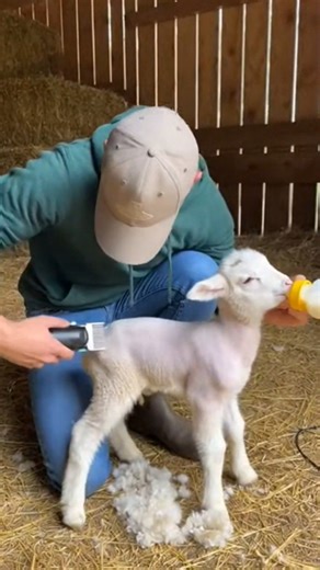 First Scared Then Calm #Sheep