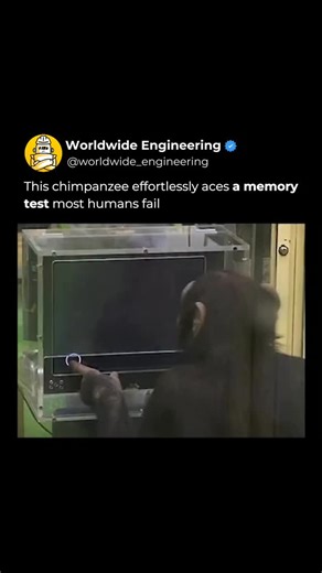 WORLDWIDE ENGINEERING 🌍 on Instagram: "Not all intelligence looks the same. In this test a chimpanzee sits in front of a screen where numbers from one to nine appear for only a split second before disappearing. Even after they vanish the chimpanzee remembers exactly where each number was and taps them back in perfect order. Most humans struggle with this task even after practice. Experiments like this reveal how different species excel at different cognitive skills. Memory, perception, and proc