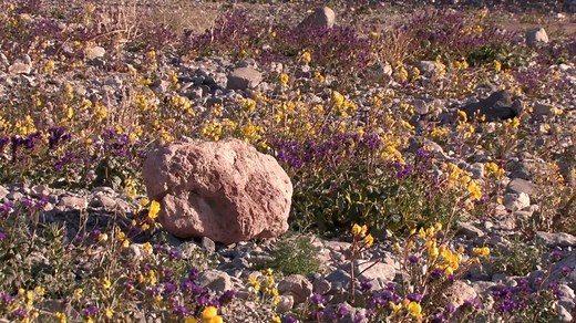 7.6K views · 394 reactions | This rare 'super bloom' of gorgeous wildflowers in Death Valley National Park only happens once every decade or so. | The Kansas City Star | Facebook