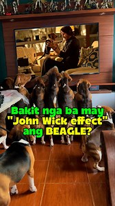Bakit nga ba kapag nahulog ang loob mo sa mga malukulit na batutang ito ay ganun na lang ang epekto nila sa iyo? #fyp #foryoupage #foryou #BeagleLife #BeagleLovers #BeagleNation #BeagleDaily #DogLovers #DogsOfFacebook #DogSoft #FunnyDogs #PuppyLove #johnwickeffect | Baltik’s Beagle Pawmily