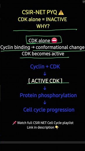 How Do CDKs Control the Cell Cycle? | CSIR-NET Life Sciences