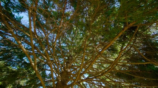 Pine Tree, Tree, Leaves. Free Stock Video