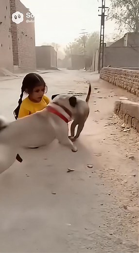 “Pug vs Toy! Cutest Playtime Ever 😍🐕 | PugIncidents” Watch this adorable pug having the time of his life with his favorite toy! 😍 Jumping, rolling, and doing all his silly moves — this playtime moment will melt your heart. Don’t miss this cute and funny PugIncidents episode! 🐾💛 pug dog, pug playtime, pug with toy, funny pug video, cute pug moments, pug incidents, dog toy play, adorable pug, pug funny clips, dog short video, pet moments, viral pug, playful pug #PugIncidents #PugDog #CutePug 