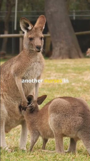 Kangaroo Has a Secret Pregnancy Queue! 🦘👶👶👶