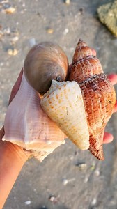 6.3K views · 13 comments | Save & Read Below! ⬇️ . Beachcombing tip!...