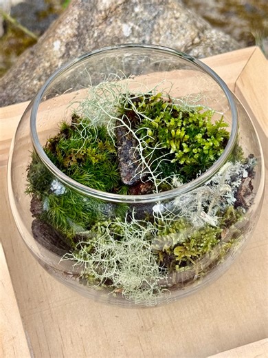 Mini Forest Mossarium Kit – Live Moss (4  Varieties), Glass Terrarium Bowl, Forest Stones & Lichen | Beginner Moss Terrarium - Etsy
