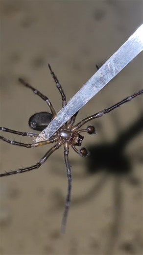 Alex Fourmis on Instagram: "Carebara Diversa #insects #fourmis #ants #antkeeping #animals"