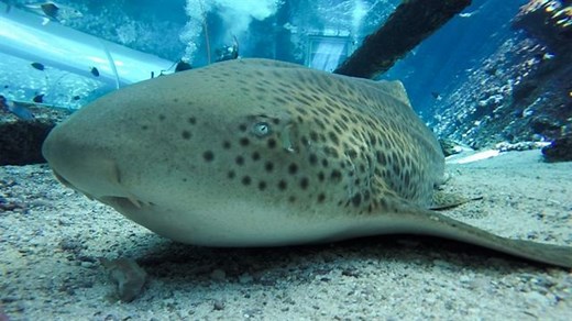 American crocodiles can have 'virgin births'—here’s what that means