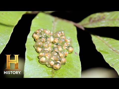 It's Raining FROGS and Poisonous Blobs | The Proof Is Out There (Season 3) | History