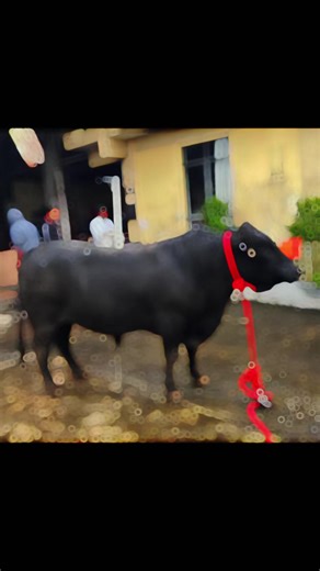 Expert Cattle Breeders at Teel Farm