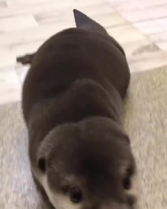 12K views · 1.8K reactions | ola | Nutrias Haciendo Cosas | Facebook