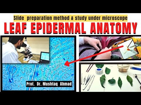 How to prepare leaf epidermal peel slide and study under microscope | Leaf slide | info biodiversity