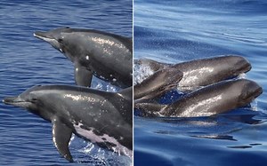 Scientists Discover Rare Whale-Dolphin Hybrid Near Hawaii