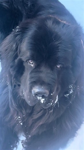 Adorable Snowdog Moments on TikTok