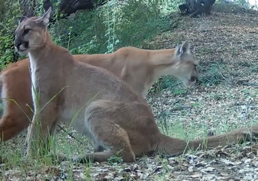LA County Mountain Lion Family Thriving in Angeles National Forest