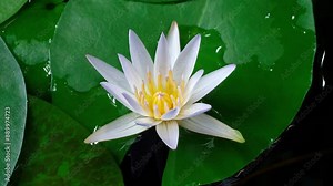 4K time lapse footage of blooming light purple water lily flower from bud to full blossom in waterlily pond, beautiful white lotus flower timelapse video close up b roll shot. Stock Video