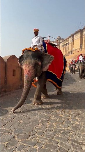 The History of War Elephants