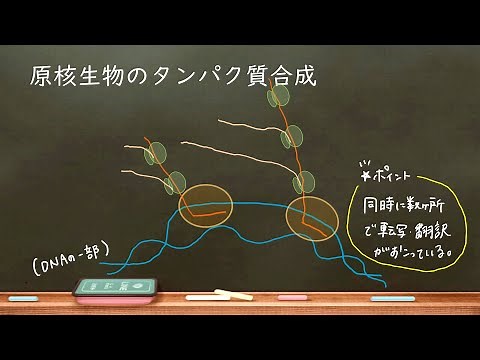 Home Biology 24. Prokaryotic Transcription and Translation (High School Biology)