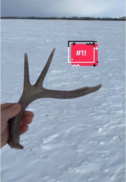 First Shed of the 2025 Season | Moose Shed Antler Discovery