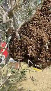 ICKO Apiculture on Reels