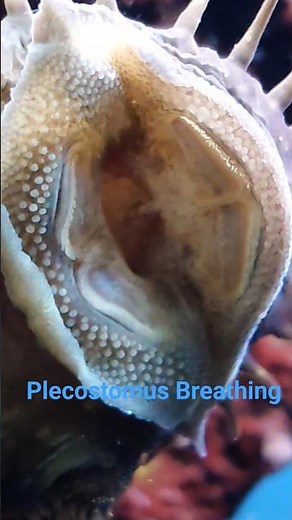 THE INTRIGUING & MESMERISING BREATHING MOVEMENTS OF A PLECO 🐟🐟🐟!!! #pleco #aquarium #fishshorts