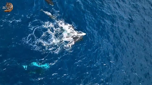 576K views · 10K reactions | Orca The Killer Whale, Wild Animal Hindi, #documentary #wildanimals #wildlife #hindi | Wild Animals Hindi | Facebook