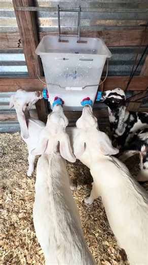 Baby goat bucket feeder