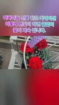 If you repot the carnations you received as Parents' Day gifts like this, the flowers will contin...