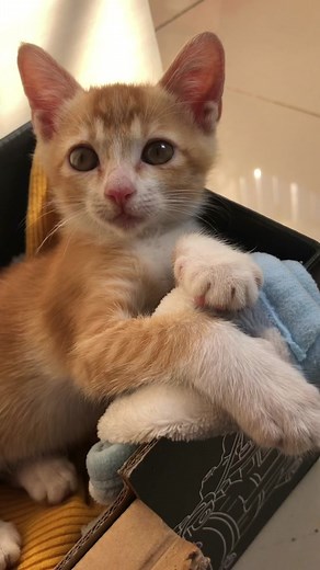 Hey 👋🐈💕💕💕💕#cat #orangecat #kitty #catsoftiktok #tiktokcat #adorable #cute #funny #animals #pet #petsoftiktok #catmomlife #puppy #catcompilation #dallarwelcome