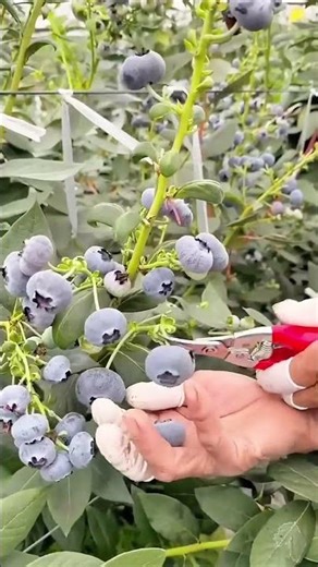 Blueberry picking process with cutting tools
